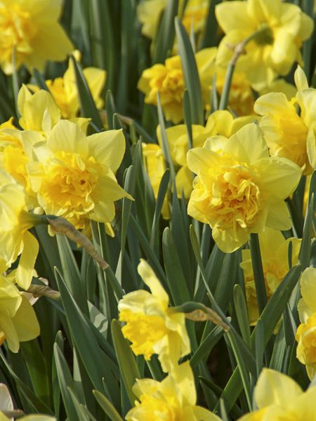 Narcisse à fleurs doubles 'Dick Wilden'