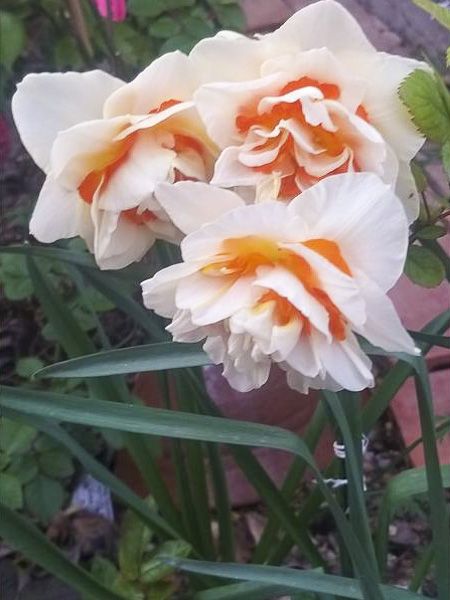 Narcisse à fleurs doubles 'Double Beauty'