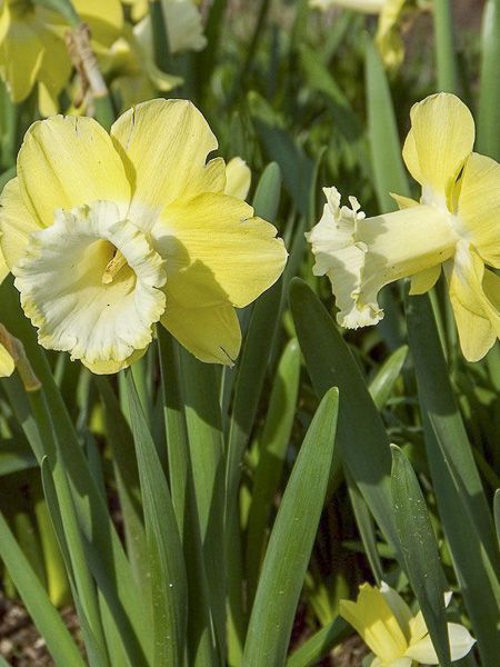 Narcisse trompette 'Galactic Star'