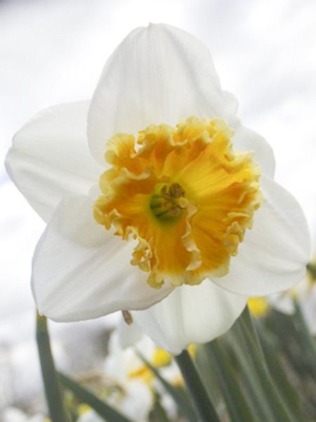 Narcisse 'Chantilly'