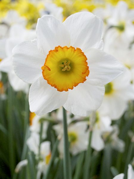 Narcisse 'Flower Record'