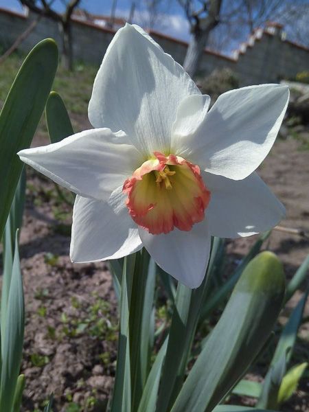 Narcisse 'Audubon'