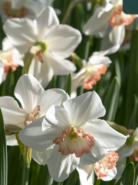 Narcisse 'Janis Babson'