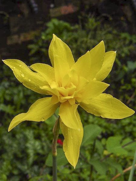 Narcisse odorant 'Flore Pleno'