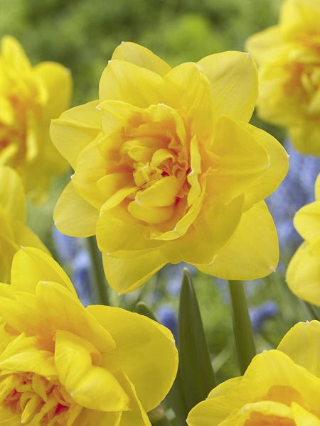 Narcisse à fleurs doubles 'Sherborn'