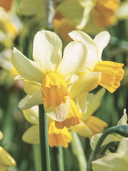 Narcisse à couronne 'Spring Sunshine'