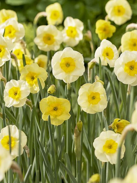 Narcisse à couronne 'Sun Disc' - Narcissus Gpe à couronne 'Sun Disc' - Le  Jardin du Pic Vert