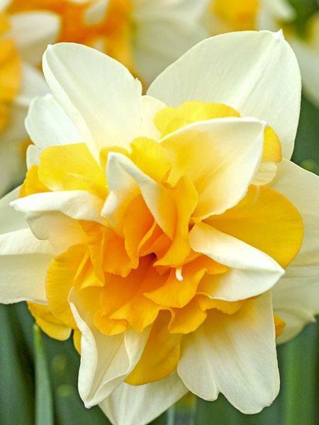 Narcisse à fleurs doubles 'Sweet Desire'