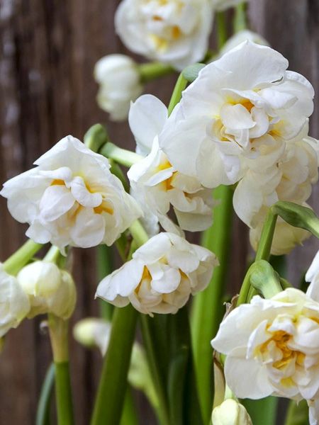 Narcisse multiflore 'Bridal Crown'