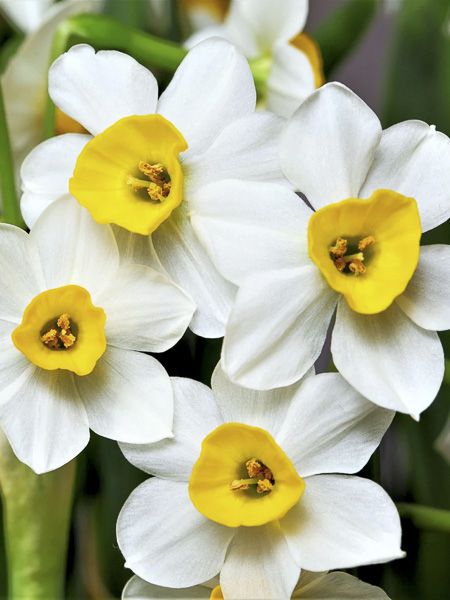 Narcisse multiflore 'Canaliculatus'