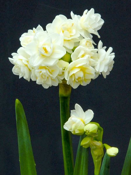 Narcisse multiflore 'Erlicheer'