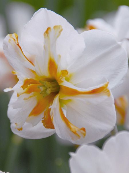 Narcisse papillon 'Trepolo'
