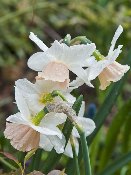 Narcisse multiflore 'Katie Heath'
