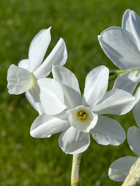 Narcisse multiflore 'Petrel'