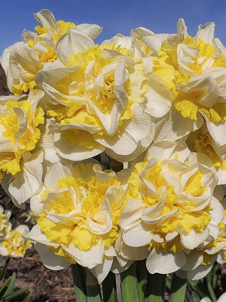 Narcisse à fleurs doubles 'Westward'