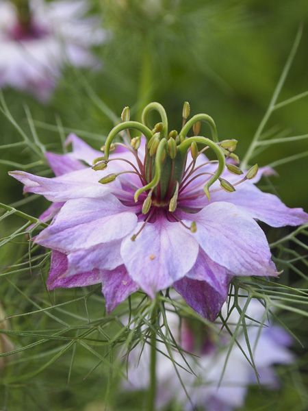 Nigelle de Damas (Nigella Damascena) : fleur, plantation, entretien