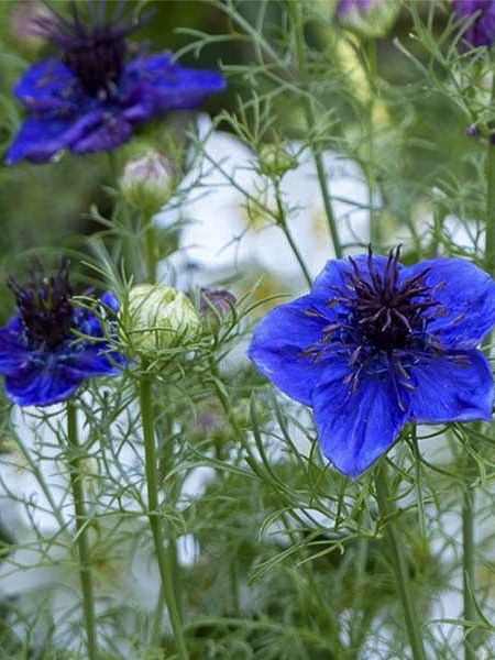 Nigelle d'Espagne - Nigella papillosa 'Midhigth Blue' - Le Jardin du Pic  Vert