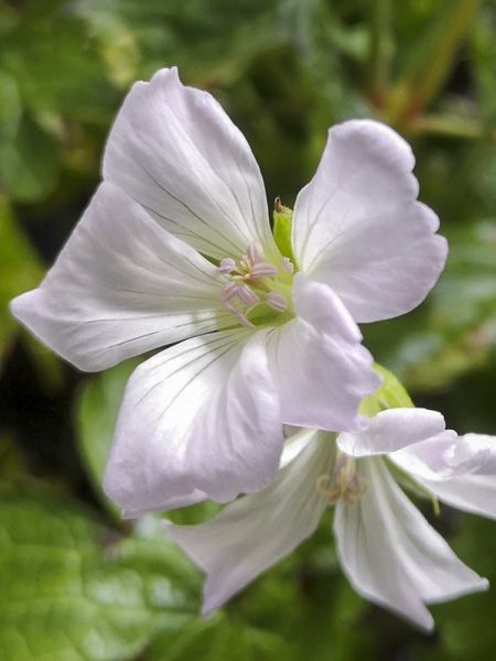 Géranium vivace 'Ankum's White'