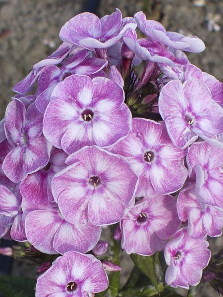 Phlox 'Younique Old Rose'