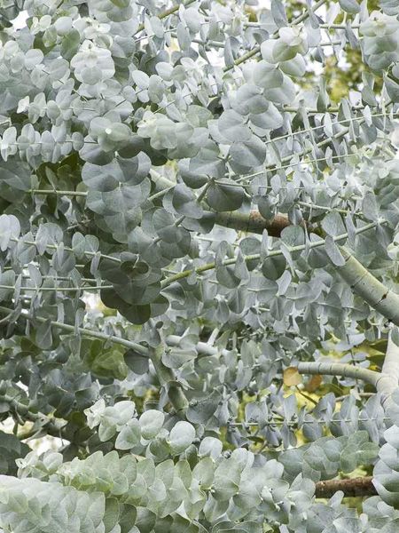 Eucalyptus à feulles cendrées 'Silver Dollar'