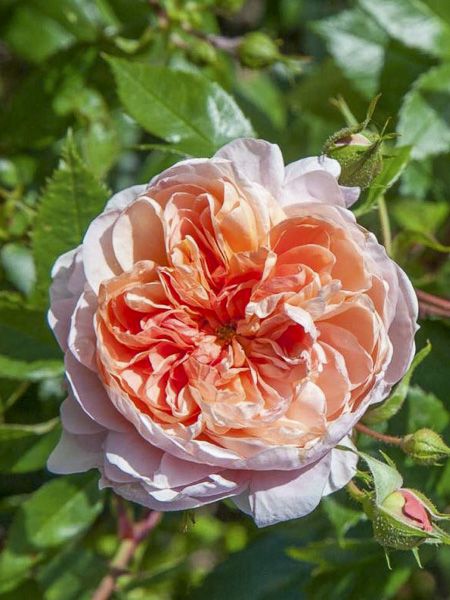 Rosier moderne 'Park Abbey Rose'