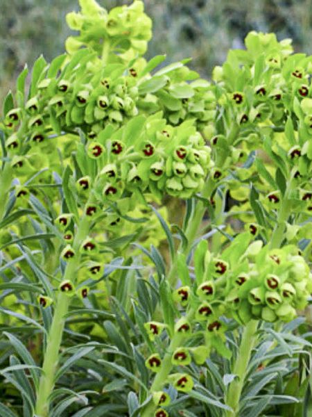Euphorbe des vallons 'ssp. characias'