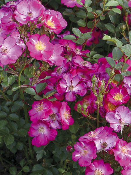 Rosier à massif 'Nectar Garden Lilliput Lupo'
