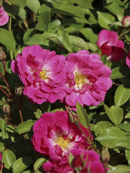 Rosier à fleurs groupées 'Pink Emely'