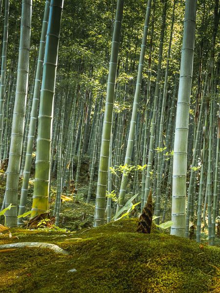 Bambou d'hiver - Phyllostachys edulis - Le Jardin du Pic Vert