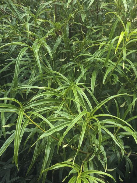 Pittosporum illicioides angustifolia