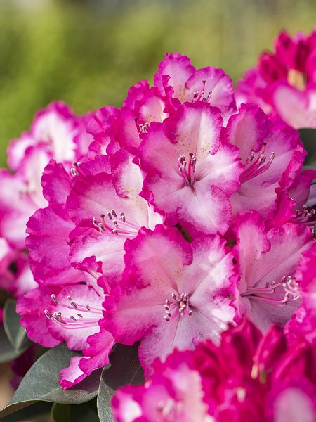 Rhododendron 'XXL'