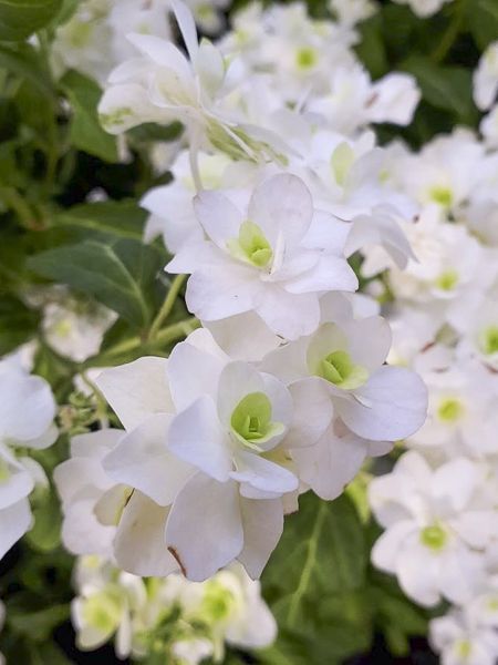 Hortensia japonais 'White On White'