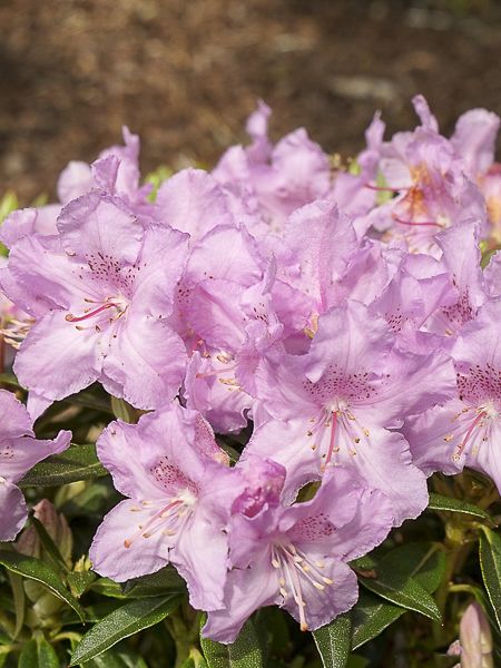 Rhododendron 'Robert Seleger'