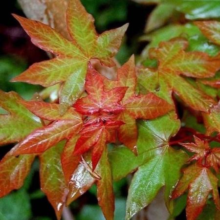 Acer cappadocicum Rubrum - Érable de Colchide rouge