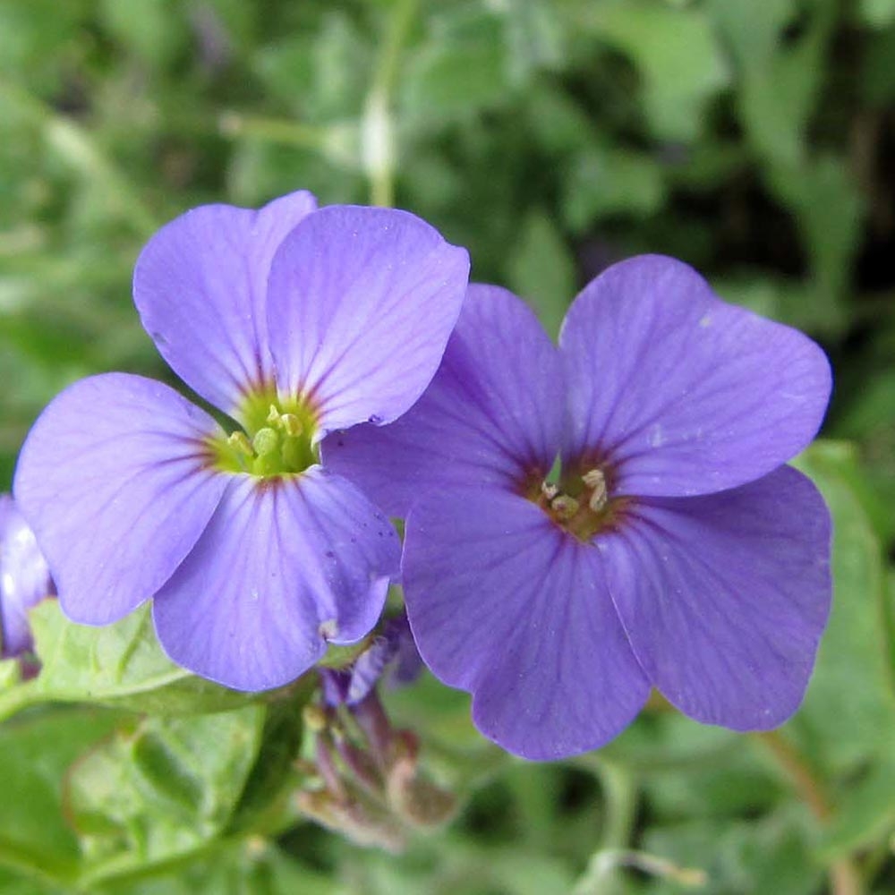 Graines Aubriète Royal Blue - Plante Vivace Tapissante Pour Jardins Et Rocailles