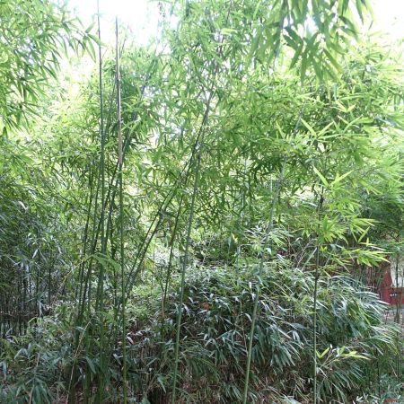 Bambou des montagnes