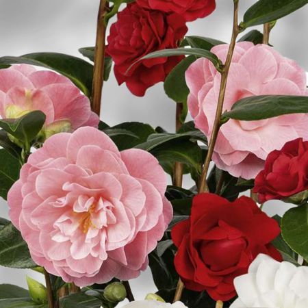 Camélia du Japon - Camellia Three Sisters 