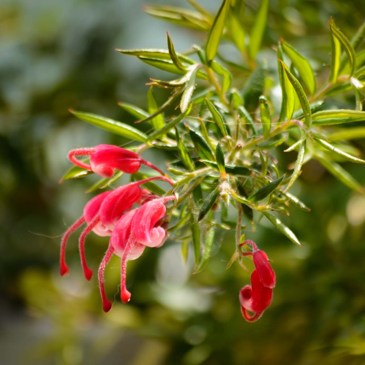 Grevillea Juniperina En Pot 3-4L - Arbuste Australien Rustique à Fleurs Rouges
