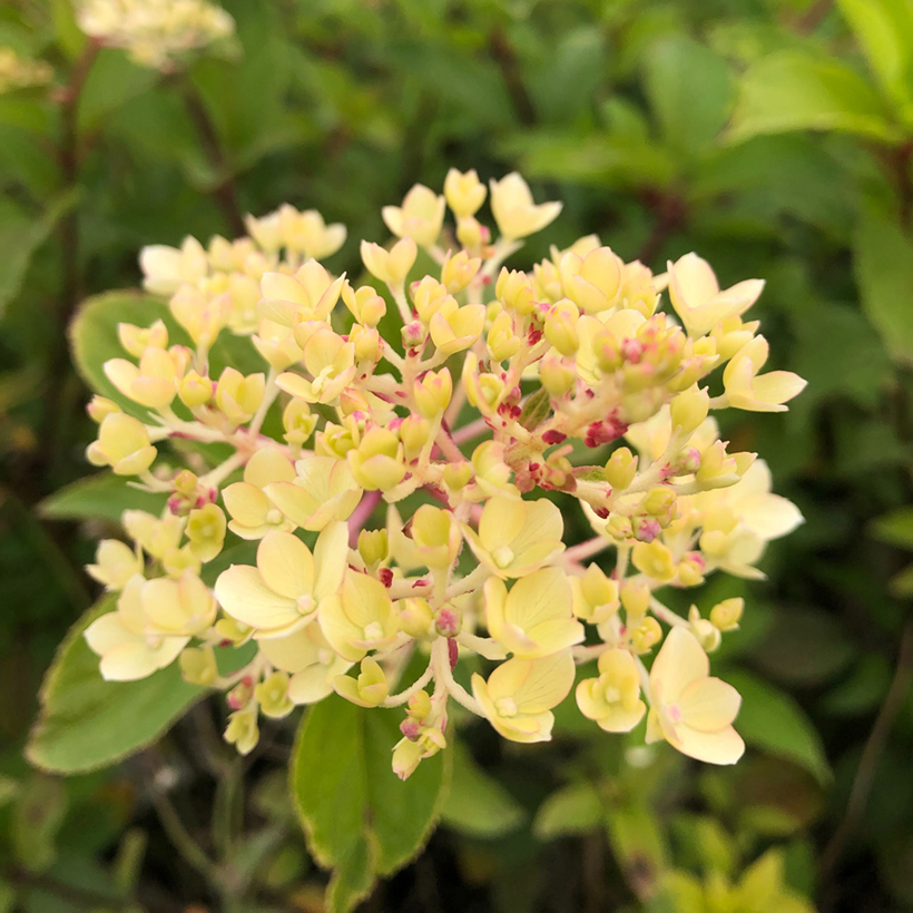 Hortensia Paniculé Vanille Fraise 2L | Variété Phénoménale Fleurs Blanc-rose-rouge - Résistant Gel
