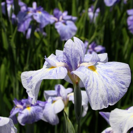 Iris japonais 'Eden's paintbrush'