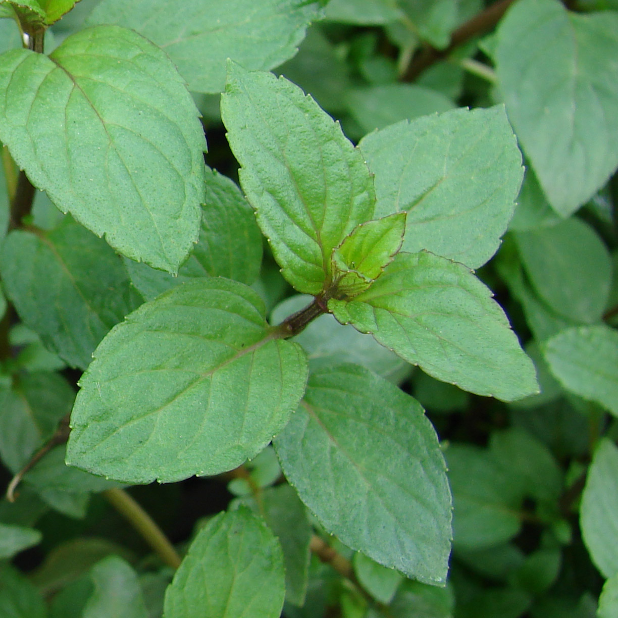 500 Graines Menthe Variées - Poivrée, Citron, Réglisse - Jardin Intérieur/Extérieur