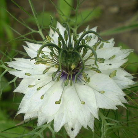 Nigelle Miss Jekyll Alba - Nigelle de Damas blanche - Nigella damascena - De  grandes fleurs blanches toutes simples et charmantes