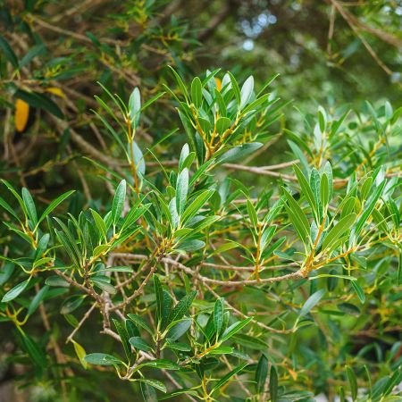 Filaria angustifolia 'green-up'