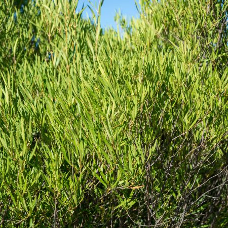 Filaria angustifolia rosmarinifolia