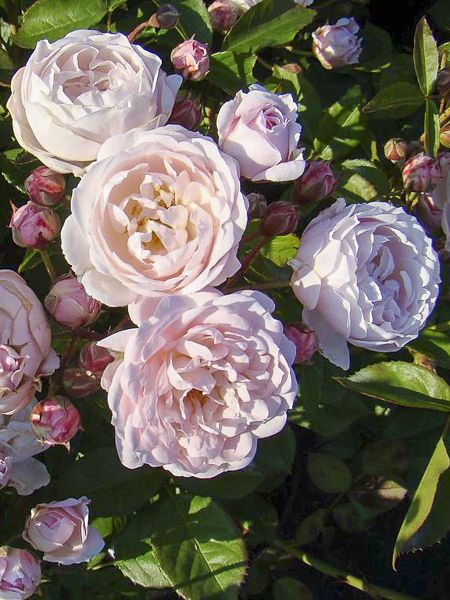 Rosier à fleurs groupées 'Rose de la Petite Chabotte'