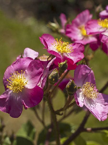 Rosier arbuste moschata 'Rosy Purple'
