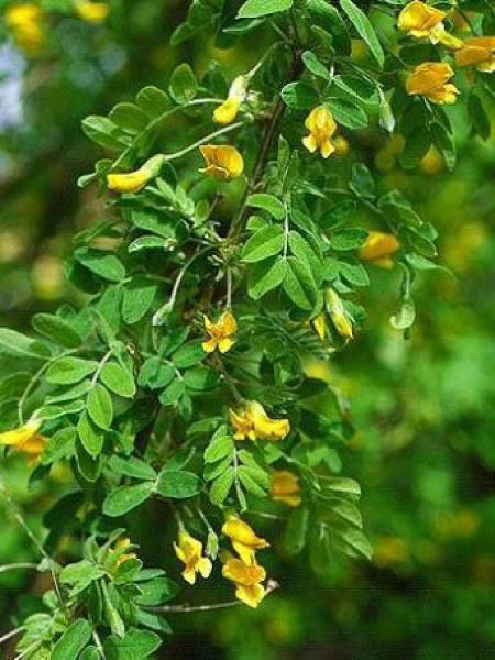 Acacia jaune, Caraganier de Sibérie