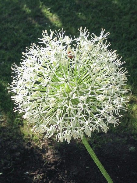Ail d'ornement 'White Giant'