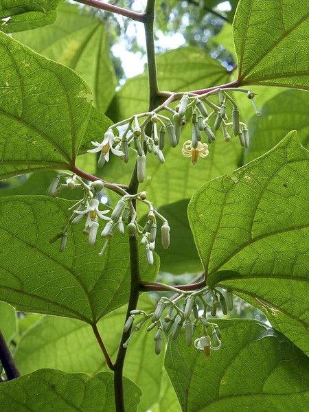 Alangium à feuilles de platane