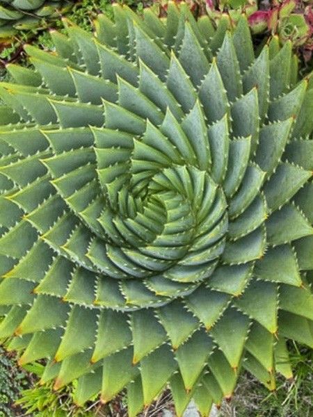 Aloes spirale